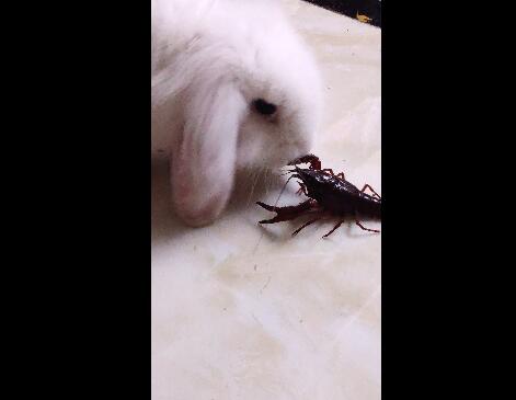 兔子与龙虾